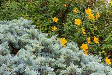 fioritura primaverile e abete argentato