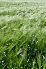Wheat Field