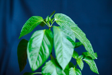 this is a pepper seedling on a blue background