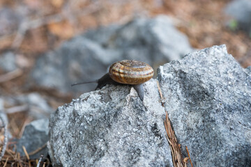 una bella lumaca a spasso sopra dei sassi in montagna