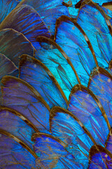 Macro photo of an arrangement of colorful blue butterfly wings.  The butterfly species is menelaus...