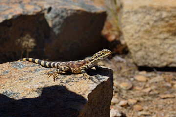 Australian ornate crevice-dragon, Ctenophorus ornatus, lizard on granite rocks, lateral view