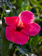 Landscape Beautiful Red Hibiscus Flowers with green background.