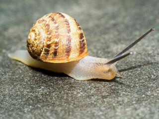 A Snail