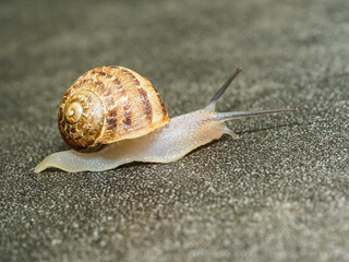 A Snail