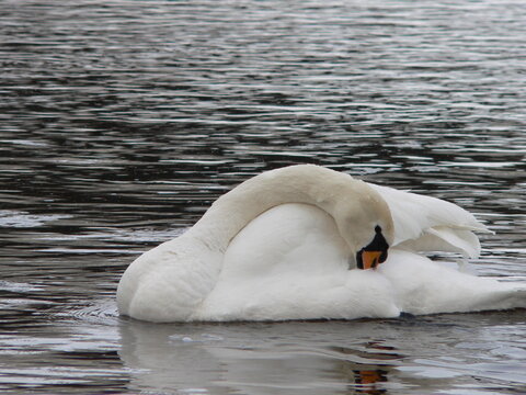 Mute swan (Cygnus olor)  is a species of swan and a member of the waterfowl family Anatidae