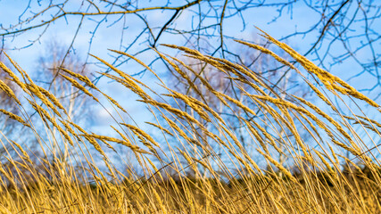 dry autumn grass against the blue background
