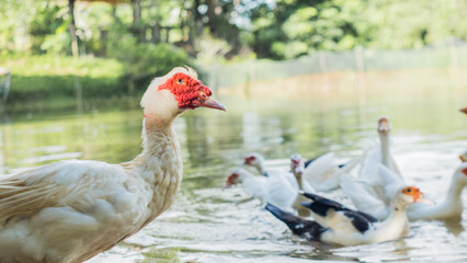 ducks on the farm