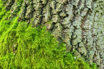 oak bark overgrown with green moss. background