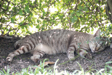 The cat sleeping under the bushes.