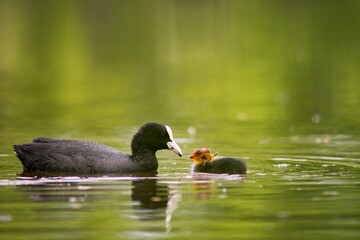 The Black Coot (Fulica atra) is a medium-sized black floating bird, the duck.