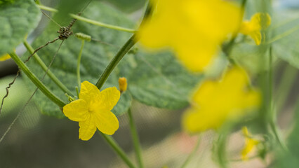 yellow flowers on a green background