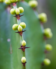 chandelier cactus flower