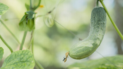 cucumber on a branch