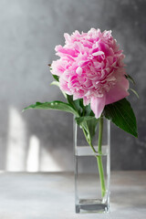 delicate pink peony in a glass vase on a dark background. Flowers in interior design. morning sunlight. vertical image. copy space.