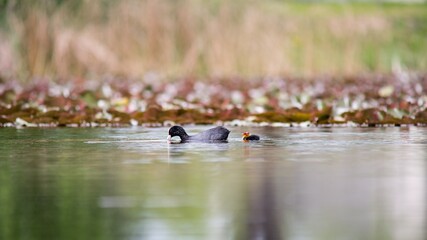 The Black Coot (Fulica atra) is a medium-sized black floating bird, the duck.