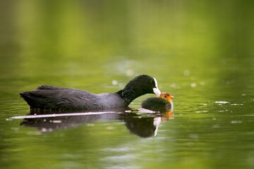 The Black Coot (Fulica atra) is a medium-sized black floating bird, the duck.