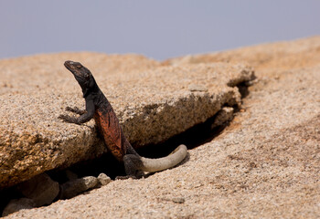 Closeup of a colorful male chuckwalla lizard in Joshua Tree National Park
