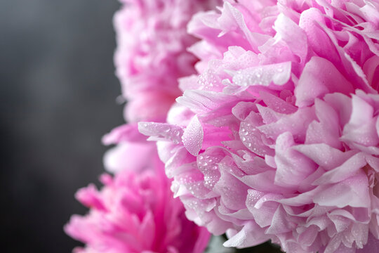 Close-up of fresh pink peonies on a dark background. greeting card concept. copy space. horizontal image.