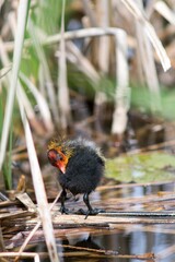 The Black Coot (Fulica atra) is a medium-sized black floating bird, the duck.