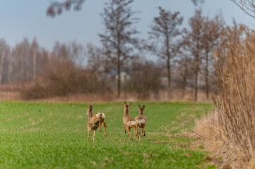 roe deer running away