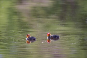 The Black Coot (Fulica atra) is a medium-sized black floating bird, the duck.