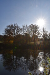 Obraz premium reflection of trees in water