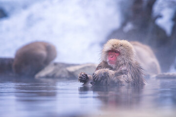 Naklejka premium Travel Asia. Red-cheeked monkey. Japanese snow monkeys carrying babies And bathe in the onsen in the hot water in the middle of the forest. The snow monkeys soak in Japan.