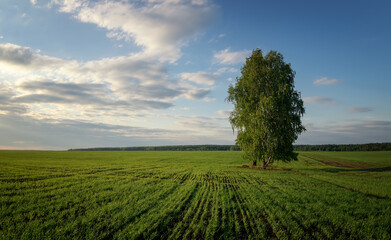 panorama of a rural field with a birch tree, Russia, Ural,