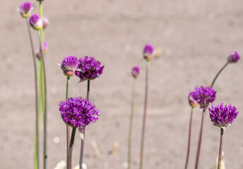 Obraz premium Some decorative violet onion head on a blurry green background