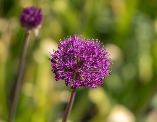Decorative violet onion head on a blurry green background