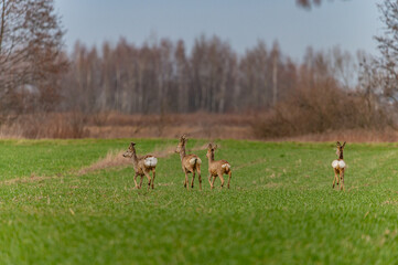 roe deer running away