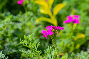Picture of beautiful pink color garden verbena flowers