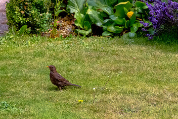 Turdus merula known as Eurasian or common blackbird - species of true thrush