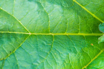 abstract green background from a large leaf of a plant with texture