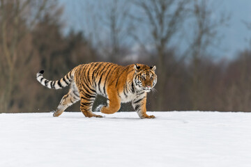 Siberian Tiger running in snow. Beautiful, dynamic and powerful photo of this majestic animal. Set in environment typical for this amazing animal. Birches and meadows