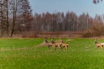 roe deer in the fields