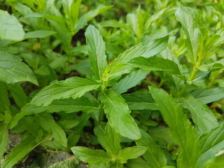 fresh green mint