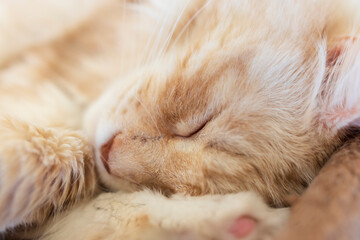 Fototapeta na wymiar close up of a maine coon cat