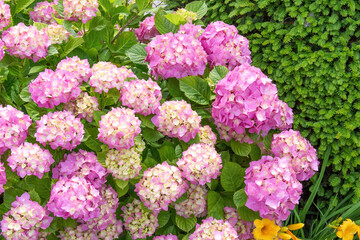 Ortensie rosa in fiore