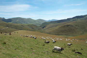 Fototapeta premium Green mountains and sheep
