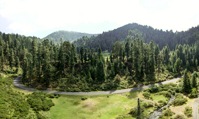 Fotografía aérea de un bosque de coníferas en el amanecer © Alejandro