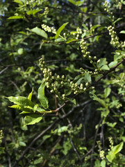 green leaves on a tree