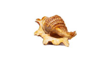 Big sea shell