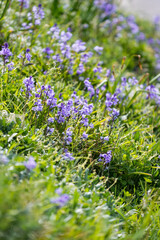 Hedgerow of bluebells on the island of Jersey, Channel Islands, UK