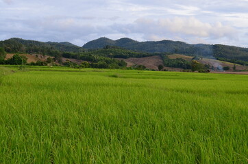 Green rice fields of the rainy season in Thailand
