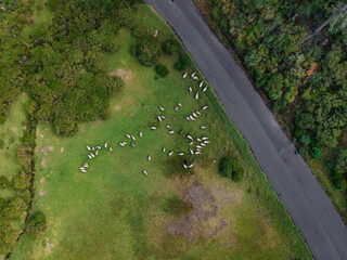 Fotografía aérea de un bosque y borregos pastando a la orilla de la carretera
