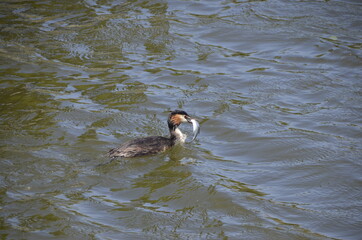 The great crested grebe with its trophy in the beak
