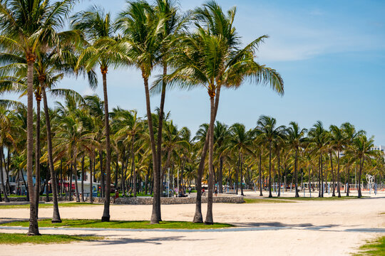 Lummus Park Miami Beach palm trees