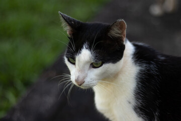 black and white cat portrait